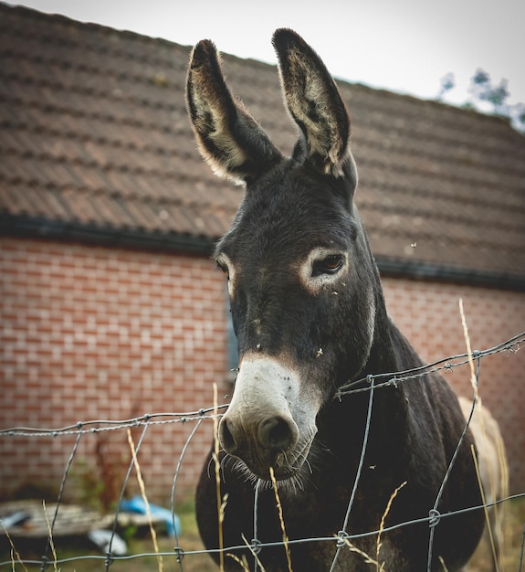 Foto close-up de um cavalo no estábulo