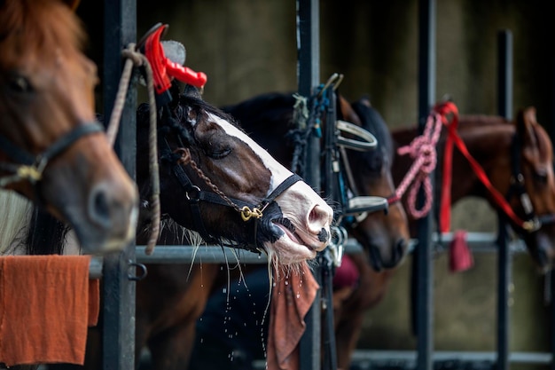 Foto close-up de um cavalo no estábulo