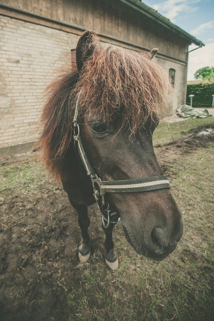 Foto close-up de um cavalo no estábulo