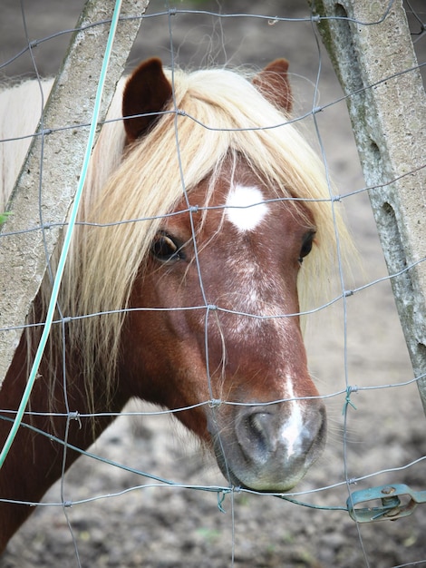 Foto close-up de um cavalo no estábulo