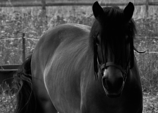 Close-up de um cavalo no estábulo