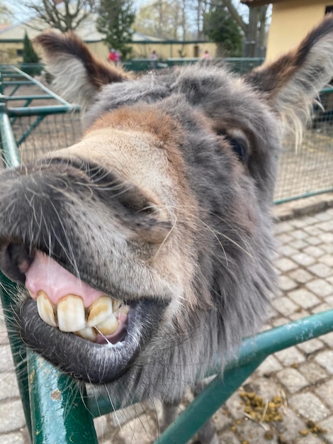 Foto close-up de um cavalo no zoológico