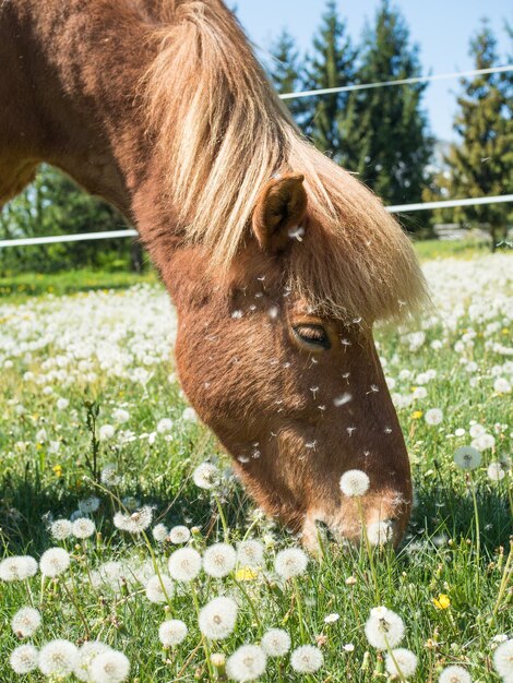 Close-up de um cavalo pastando no campo