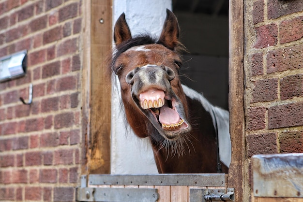 Foto close-up de um cavalo que se aproxima de um estábulo