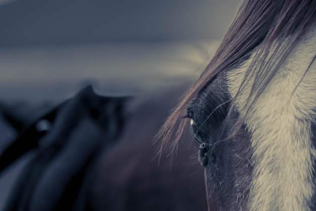 Foto close-up de um cavalo