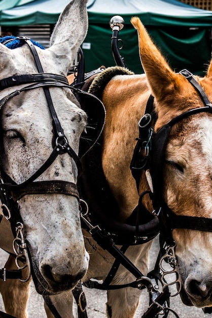 Foto close-up de um cavalo