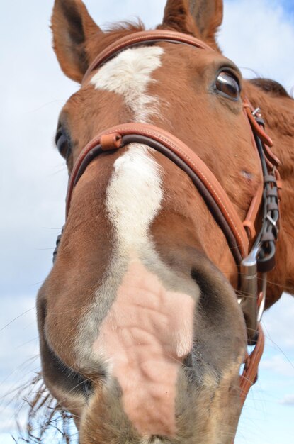 Foto close-up de um cavalo