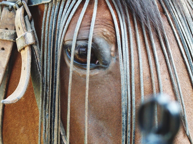 Close-up de um cavalo