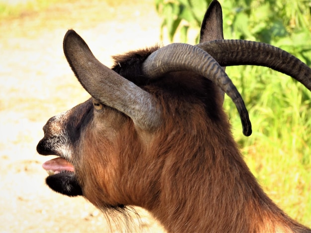 Foto close-up de um cavalo