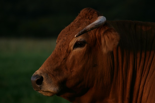 Foto close-up de um cavalo