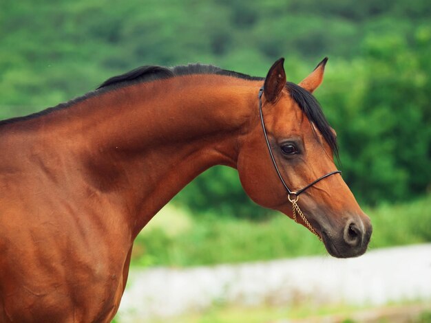 Foto close-up de um cavalo