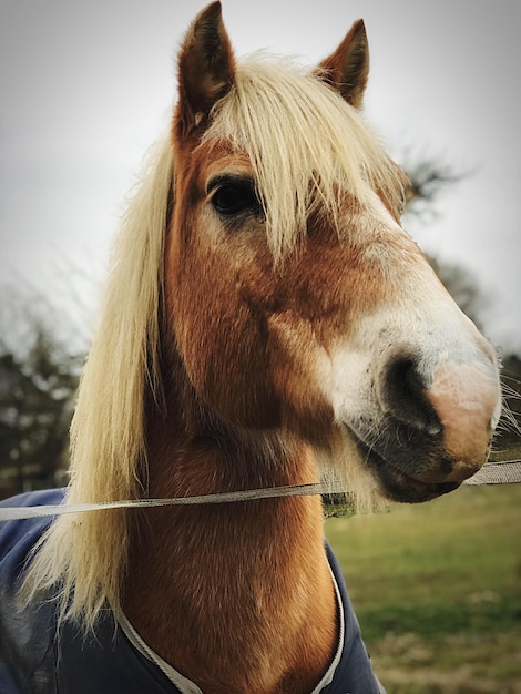 Close-up de um cavalo