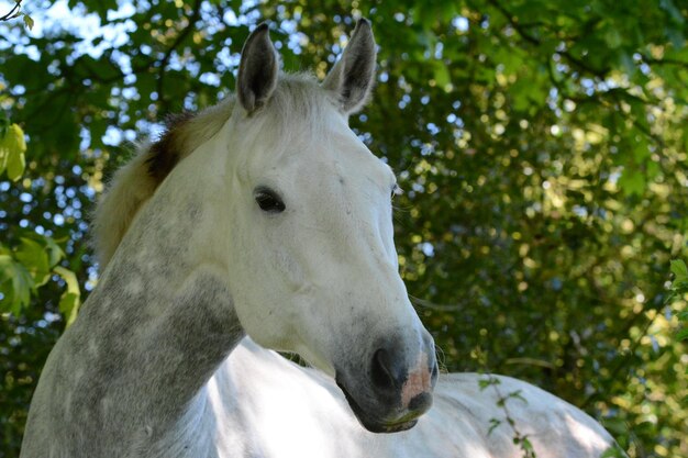 Foto close-up de um cavalo