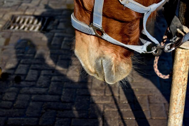 Foto close-up de um cavalo