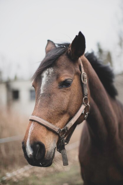 Close-up de um cavalo