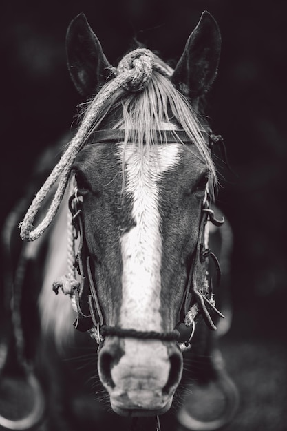 Foto close-up de um cavalo