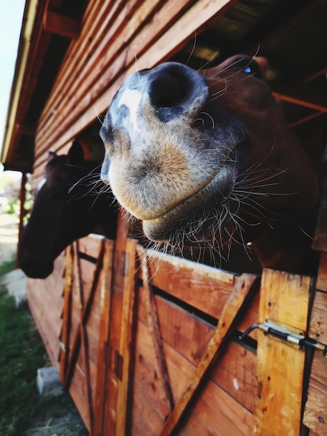 Foto close-up de um cavalo