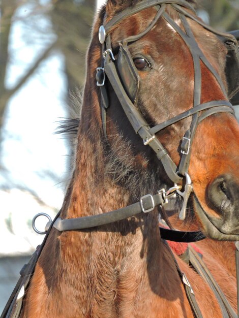 Foto close-up de um cavalo