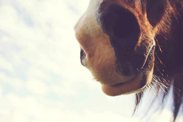 Foto close-up de um cavalo