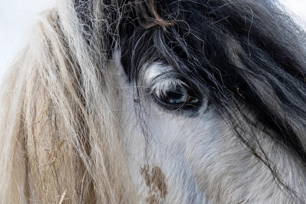 Close-up de um cavalo