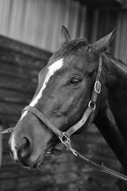 Foto close-up de um cavalo