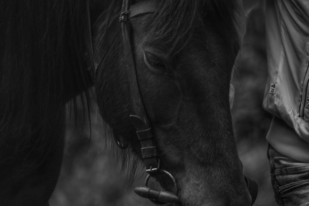 Foto close-up de um cavalo