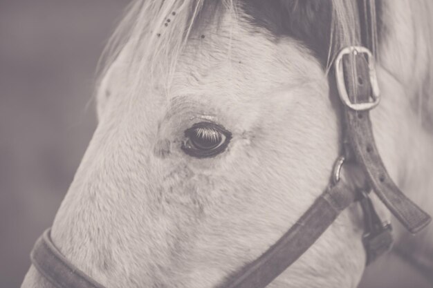 Foto close-up de um cavalo