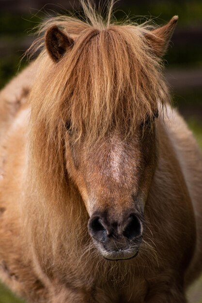 Foto close-up de um cavalo