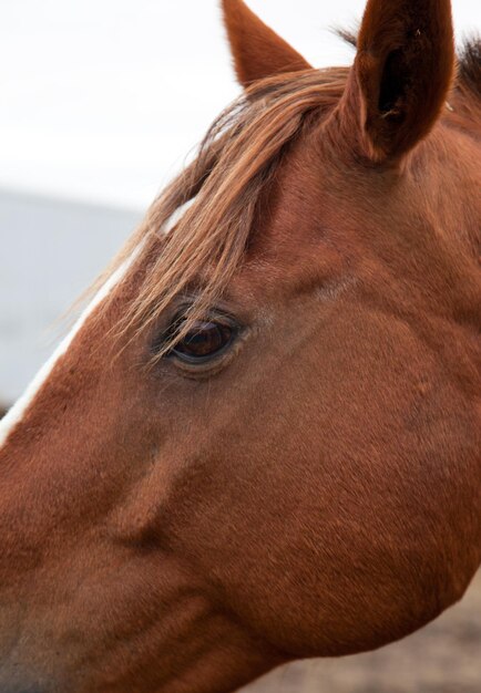 Foto close-up de um cavalo