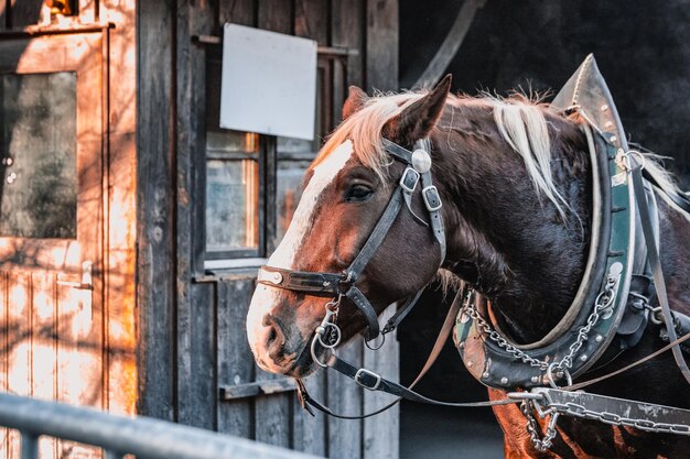 Foto close-up de um cavalo