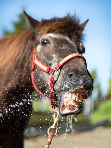 Foto close-up de um cavalo