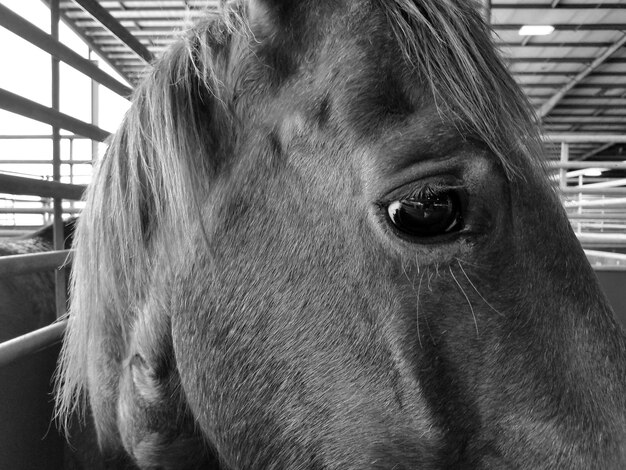 Foto close-up de um cavalo