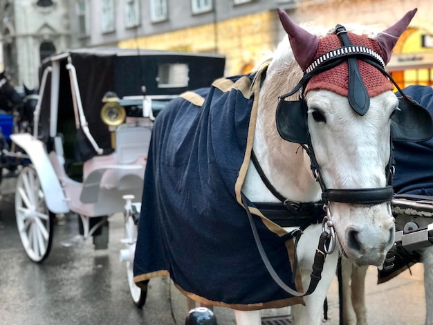 Foto close-up de um cavalo