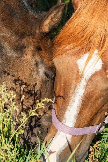 Foto close-up de um cavalo