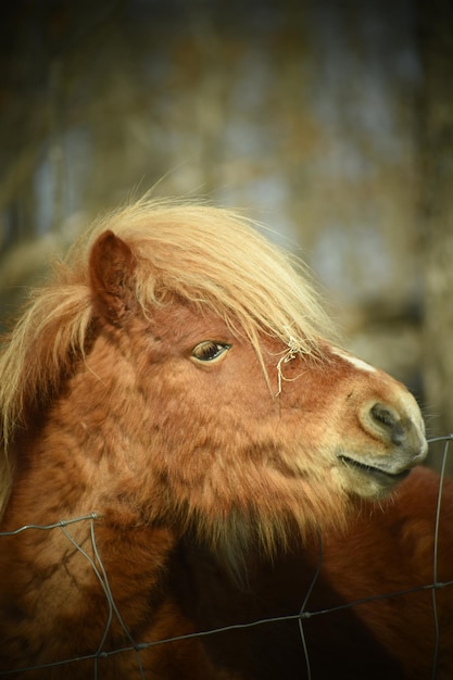 Foto close-up de um cavalo