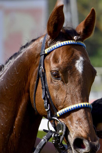 Close-up de um cavalo