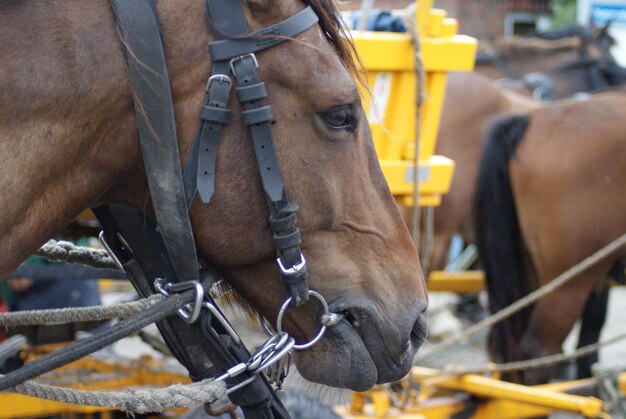 Close-up de um cavalo