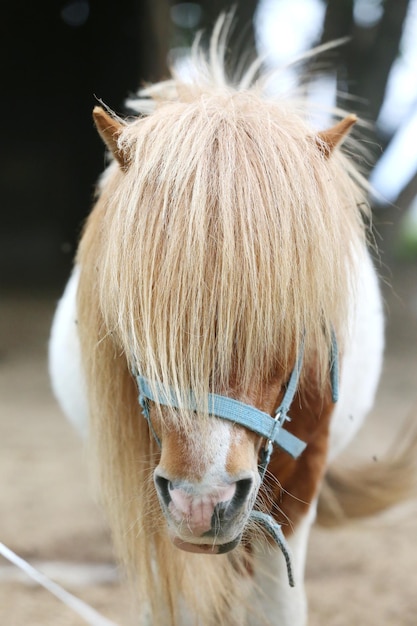 Foto close-up de um cavalo