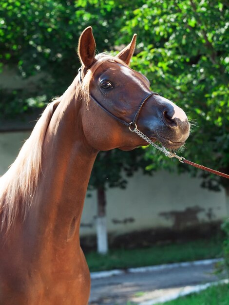 Close-up de um cavalo