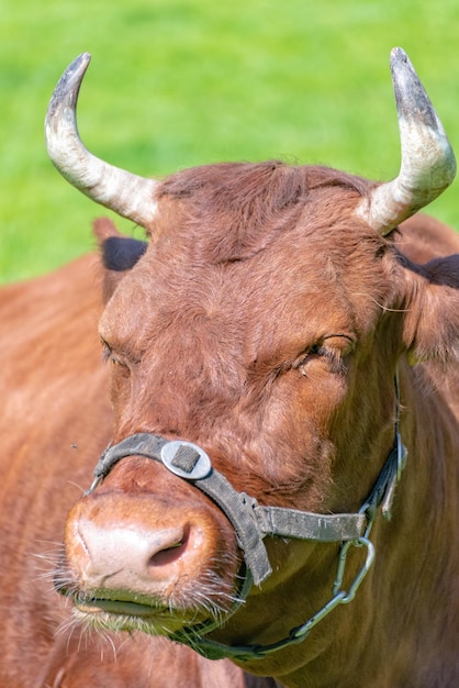 Foto close-up de um cavalo