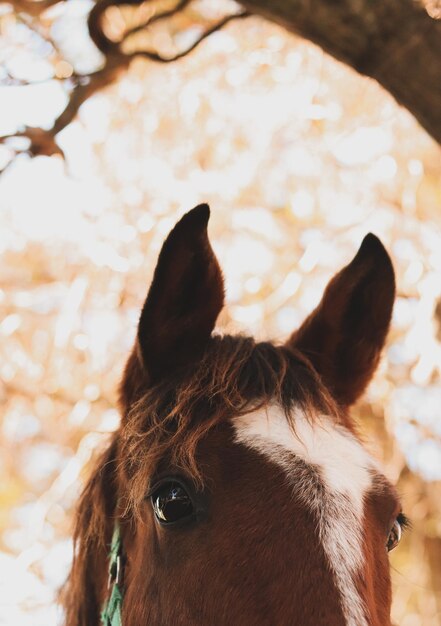 Foto close-up de um cavalo