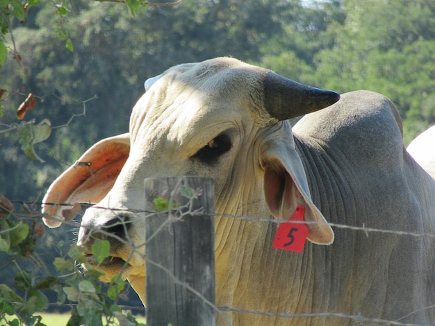 Foto close-up de um cavalo