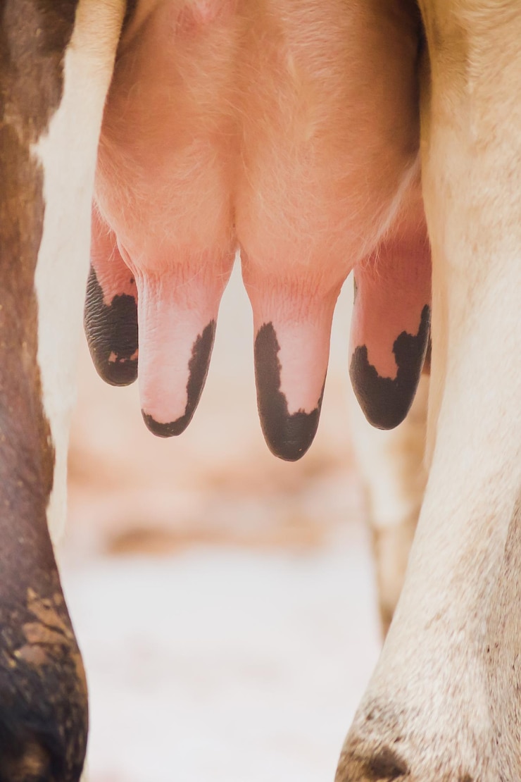 Foto close-up de um cavalo