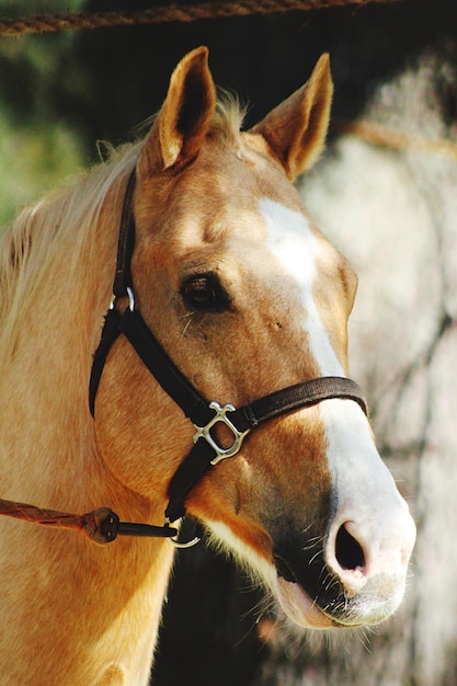 Close-up de um cavalo