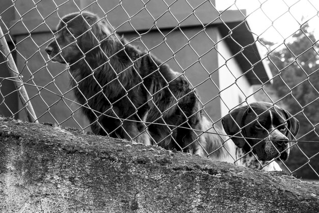 Foto close-up de um cavalo