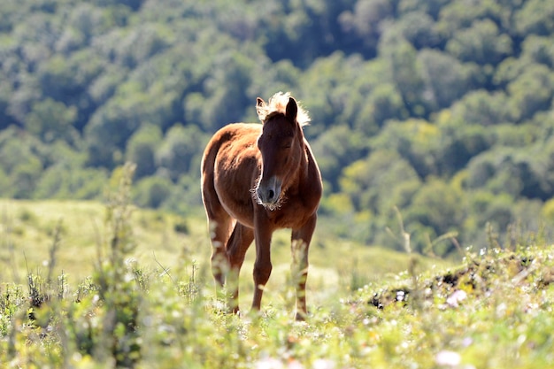 Close-up de um cavalo