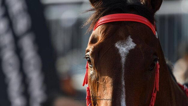 Foto close-up de um cavalo