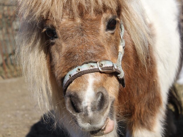 Foto close-up de um cavalo