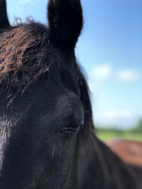 Foto close-up de um cavalo