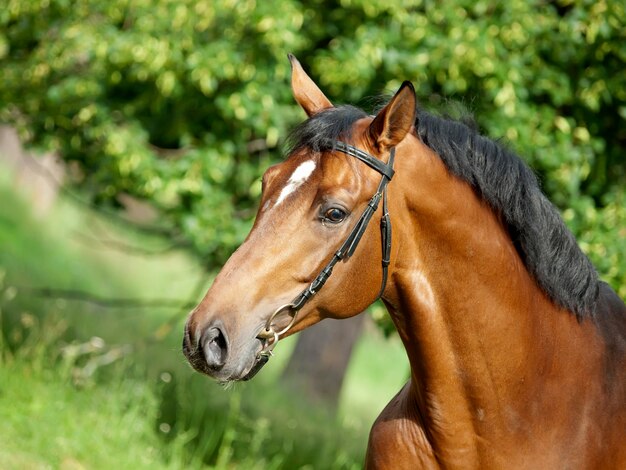 Foto close-up de um cavalo